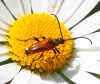 Pseudovadonia livida (Fabricius, 1777)