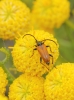 Pseudovadonia livida (Fabricius, 1777)