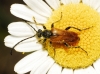 Pseudovadonia livida (Fabricius, 1777)