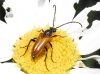 Pseudovadonia livida (Fabricius, 1777)