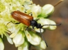 Pseudovadonia livida (Fabricius, 1777)
