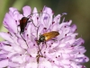 Pseudovadonia livida (Fabricius, 1777)