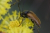 Pseudovadonia livida Pseudovadonia livida
