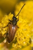 Pseudovadonia livida Pseudovadonia livida