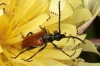 Pseudovadonia livida Pseudovadonia livida