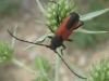 Purpuricenus budensis (Goeze, 1783)