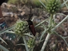 Purpuricenus budensis (Goeze, 1783)