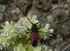 Purpuricenus budensis (Goeze, 1783)