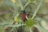 Purpuricenus budensis (Goeze, 1783)