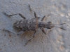 Rhagium inquisitor (Linnaeus, 1758)