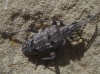 Rhagium inquisitor (Linnaeus, 1758)