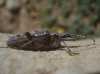 Rhagium inquisitor (Linnaeus, 1758)