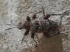 Rhagium inquisitor (Linnaeus, 1758)