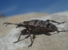Rhagium inquisitor (Linnaeus, 1758)