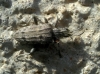 Rhagium inquisitor (Linnaeus, 1758)
