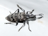 Rhagium inquisitor (Linnaeus, 1758)
