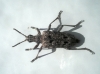 Rhagium inquisitor (Linnaeus, 1758)