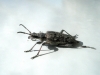 Rhagium inquisitor (Linnaeus, 1758)