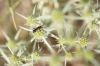 Stenopterus ater (Linnaeus, 1767)