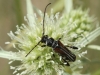 Stenopterus ater Stenopterus ater