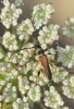 Stenopterus ater Stenopterus ater