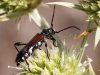 Stenopterus ater Stenopterus ater