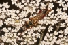 Stenopterus mauritanicus Lucas, 1846 Stenopterus mauritanicus Lucas, 1846