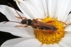 Stenopterus mauritanicus Lucas, 1846