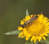Stenopterus mauritanicus Lucas, 1846 Stenopterus mauritanicus Lucas, 1846