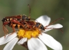 Stenopterus rufus (Linnaeus, 1767)