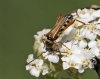 Stenopterus sp.
