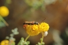 Stenopterus sp.