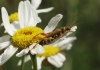Stenopterus sp. Stenopterus sp.