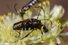 Stenopterus ater Stenopterus ater