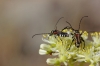 Stenopterus ater Stenopterus ater