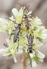 Stenopterus ater Stenopterus ater