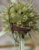 Stenopterus ater Stenopterus ater