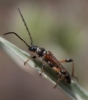 Stenopterus ater Stenopterus ater