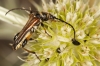 Stenopterus ater Stenopterus ater