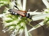 Stenopterus ater Stenopterus ater