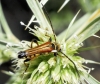 Stenopterus ater Stenopterus ater