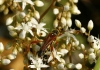 Stenopterus mauritanicus Lucas (1846)