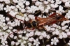 Stenopterus rufus (Linnaeus, 1767)