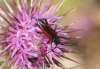 Stenurella bifasciata (Mller, 1776)