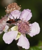 Stenurella bifasciata Stenurella bifasciata