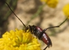 Stenurella bifasciata Stenurella bifasciata