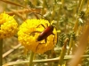 Stenurella bifasciata Stenurella bifasciata