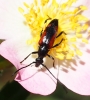 Stenurella bifasciata Stenurella bifasciata