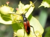 Stenurella bifasciata Stenurella bifasciata