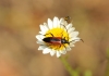 Stenurella melanura Stenurella melanura